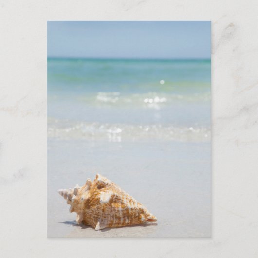 Conch Shell op strand | Florida, Sint-Petersburg Briefkaart (Voorkant)