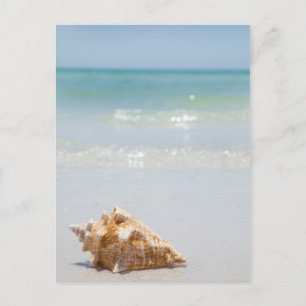 Conch Shell op strand   Florida, Sint-Petersburg Briefkaart