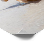 Conch Shell op strand | Florida, Sint-Petersburg Poster (Hoek)