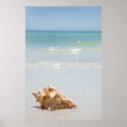 Conch Shell op strand | Florida, Sint-Petersburg Poster (Voorkant)