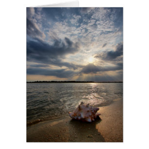 Conch Shell op strand St. Augustinus, Fl