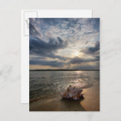 Conch Shell op strand | St. Augustinus, Fl Briefkaart (Voorkant / Achterkant)