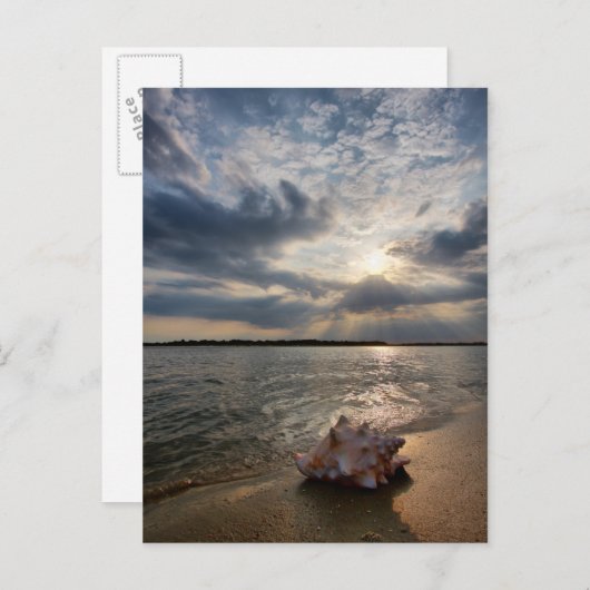 Conch Shell op strand | St. Augustinus, Fl Briefkaart (Voorkant / Achterkant)