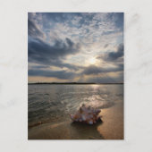 Conch Shell op strand | St. Augustinus, Fl Briefkaart (Voorkant)
