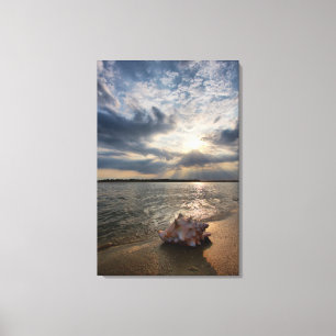 Conch Shell op strand   St. Augustinus, Fl Canvas Afdruk