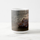 Conch Shell op strand | St. Augustinus, Fl Koffiemok (Center)