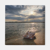 Conch Shell op strand | St. Augustinus, Fl Magneet (Voorkant)