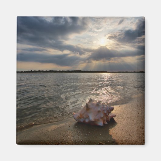 Conch Shell op strand | St. Augustinus, Fl Magneet (Voorkant)