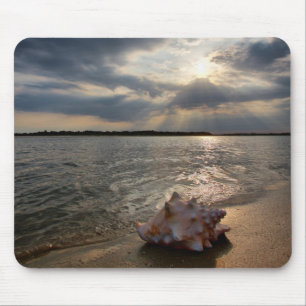 Conch Shell op strand St. Augustinus, Fl Muismat
