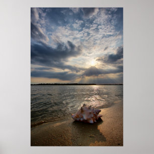 Conch Shell op strand   St. Augustinus, Fl Poster