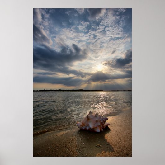 Conch Shell op strand | St. Augustinus, Fl Poster (Voorkant)