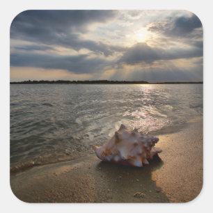 Conch Shell op strand   St. Augustinus, Fl Vierkante Sticker