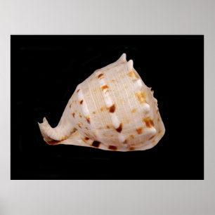 Conch Shell Poster