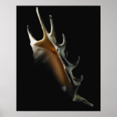 Conch shell poster (Voorkant)