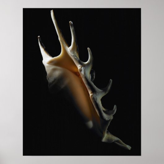 Conch shell poster (Voorkant)