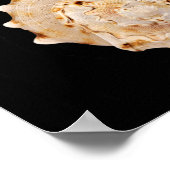 Conch Shell Poster (Hoek)