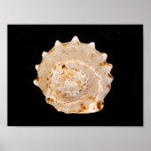 Conch Shell Poster (Voorkant)