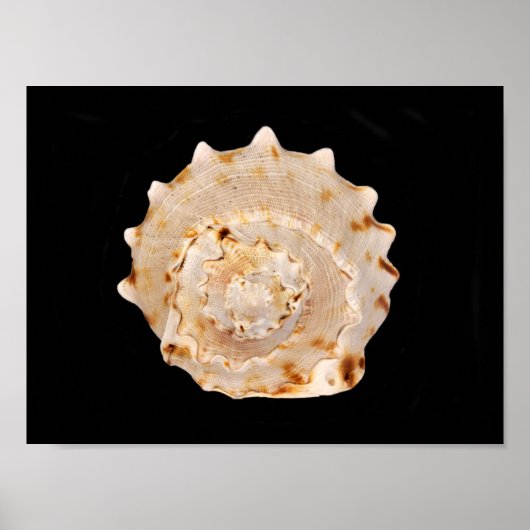 Conch Shell Poster (Voorkant)