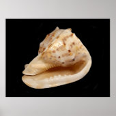 Conch Shell Poster (Voorkant)