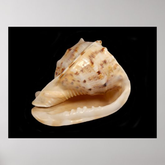 Conch Shell Poster (Voorkant)