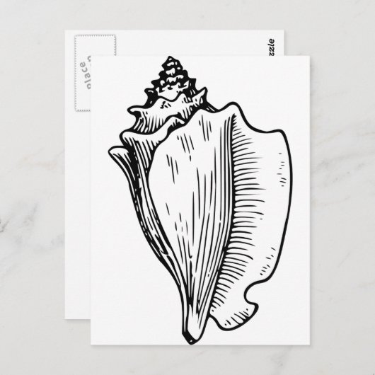 Conch Shell Sketch Briefkaart (Voorkant / Achterkant)
