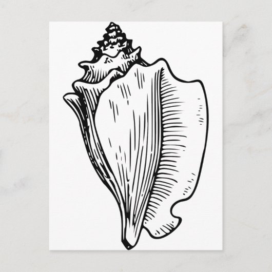 Conch Shell Sketch Briefkaart (Voorkant)