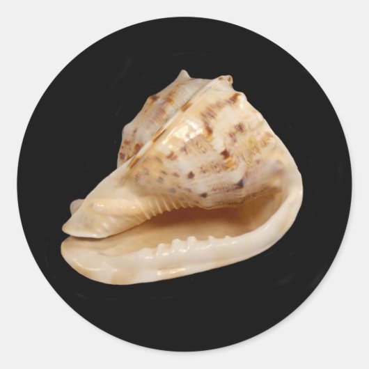 Conch Shell Sticker (Voorkant)