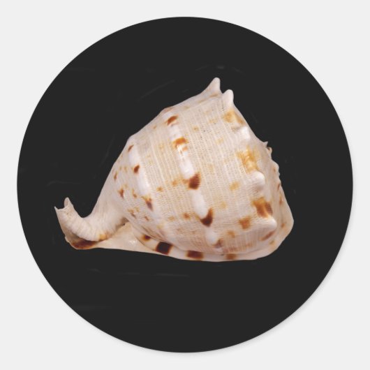Conch Shell Sticker (Voorkant)