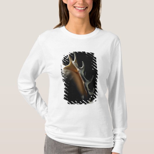 Conch shell t-shirt (Voorkant)
