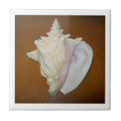 Conch Shell Tegel Tegeltje (Voorkant)