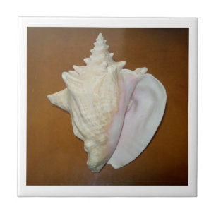 Conch Shell Tegel Tegeltje