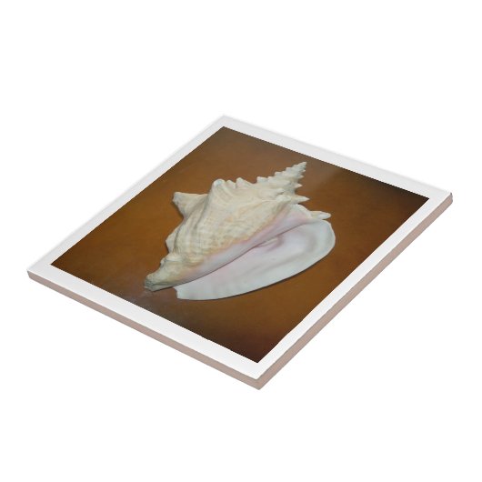 Conch Shell Tegel Tegeltje (Zijkant)