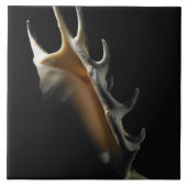 Conch shell tegeltje (Voorkant)