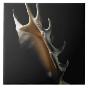 Conch shell tegeltje