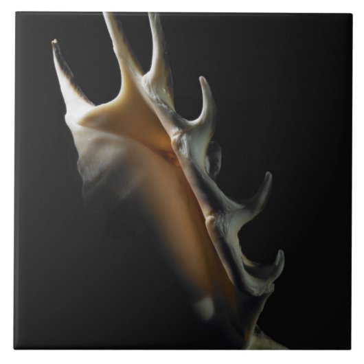 Conch shell tegeltje (Voorkant)