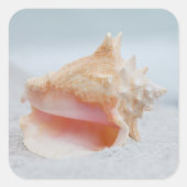 Conch Shell Vierkante Sticker (Voorkant)