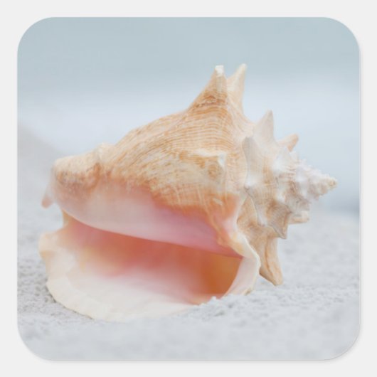 Conch Shell Vierkante Sticker (Voorkant)