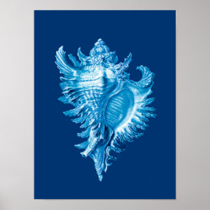 Conch Shell Zee Life Print, Indigo Blue en White Poster