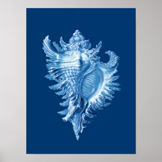 Conch Shell Zee Life Print, Indigo Blue en White Poster (Voorkant)