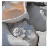 Conch Shells Closeup Tegeltje (Voorkant)