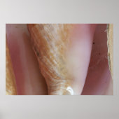 Conch Shells Poster (Voorkant)