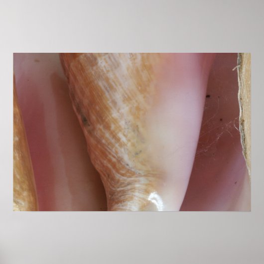 Conch Shells Poster (Voorkant)