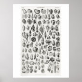 CONCHOLOGIE FOSSILS (SHELLS) ANIMAAL CHART POSTER (Voorkant)