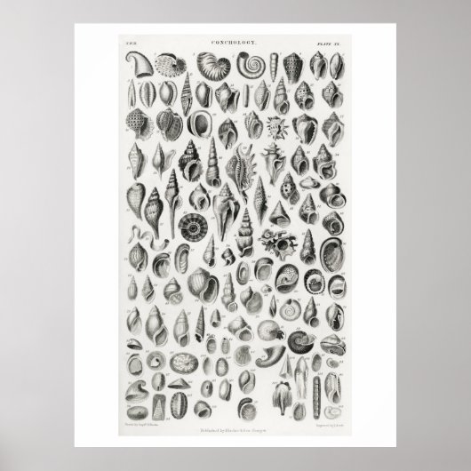 CONCHOLOGIE FOSSILS (SHELLS) ANIMAAL CHART POSTER (Voorkant)