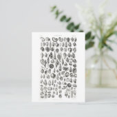 CONCHOLOGY FOSSILS ANIMAAL CHART BRIEFKAART (Staand voorkant)