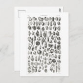 CONCHOLOGY FOSSILS ANIMAAL CHART BRIEFKAART (Voorkant / Achterkant)