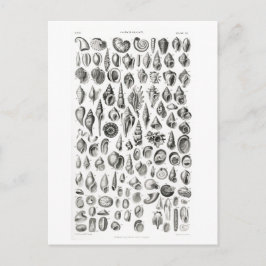 CONCHOLOGY FOSSILS ANIMAAL CHART BRIEFKAART