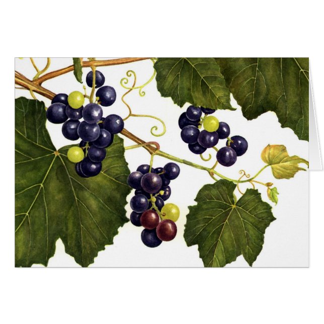 Concord Grapes (Voorkant Horizontaal)