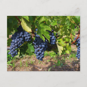 Concord Grapes op het wijnsteenBriefkaart Briefkaart