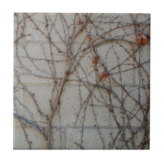 Concrete blokwand met wijnstokken tegeltje (Voorkant)